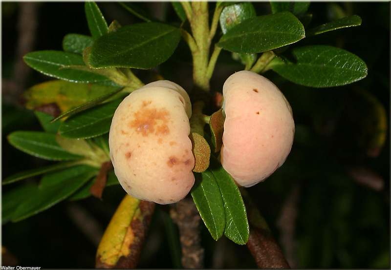 rhododendron-ferrugineum-obermayer